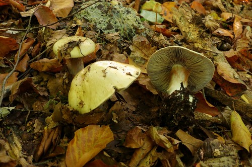 Cortinarius anserinus - 