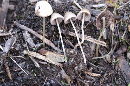 Psathyrella microrhiza - 
