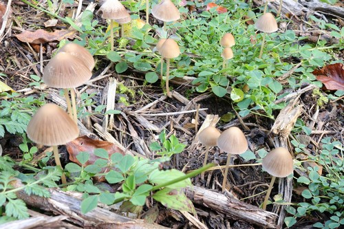 Psathyrella microrhiza - 