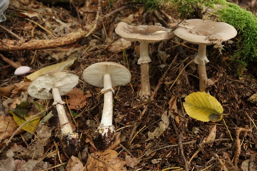 Amanita porphyria - 