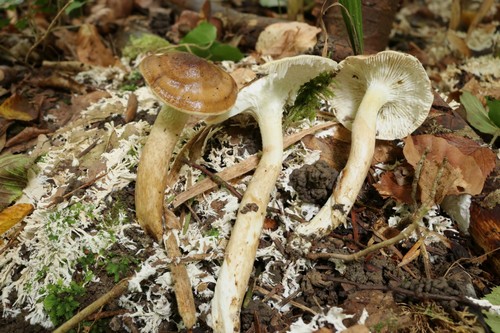 Hygrophorus olivaceoalbus - 