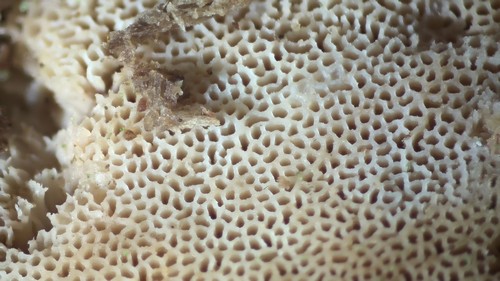 Ceriporiopsis gilvescens - 