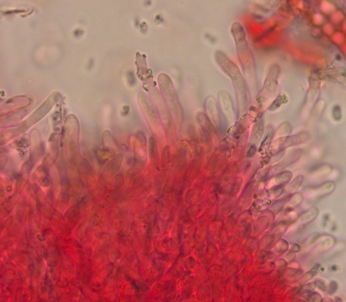 Ceriporiopsis gilvescens - 