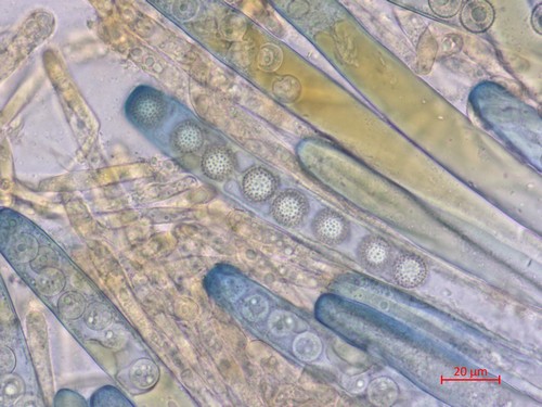Plicariella scabrosa - 