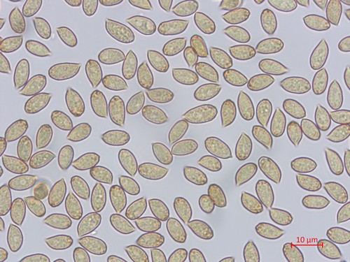 Cortinarius duracinus - 