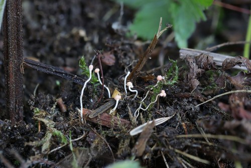 Symphyosirinia chaerophylli - 
