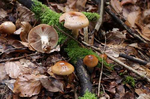 Hygrophorus discoideus - 