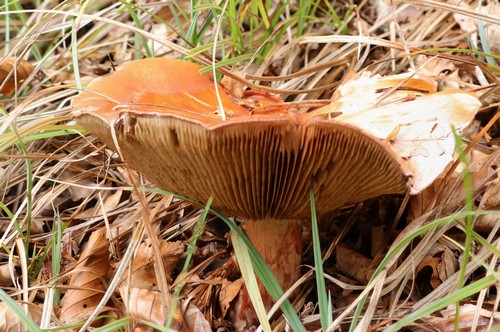 Cortinarius rufo-olivaceus - 