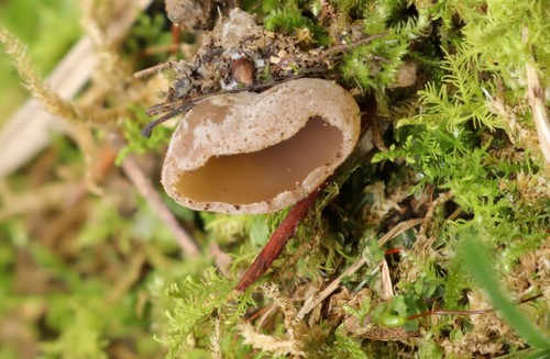 Peziza domiciliana - 