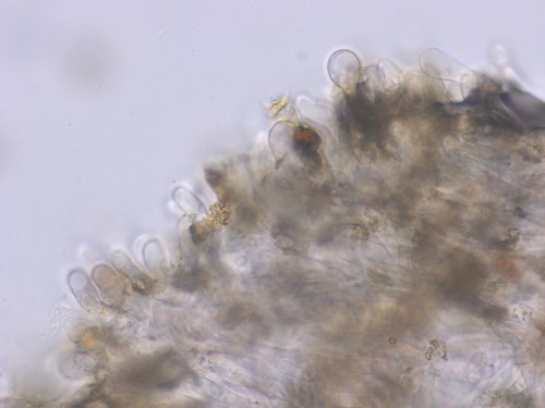 Cortinarius rufo-olivaceus - Cheilozystiden - 