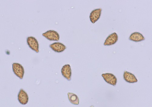 Cortinarius rufo-olivaceus - Spore/n - Wasser  - 