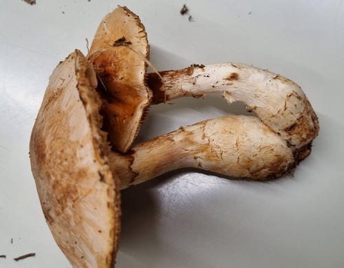 Cortinarius fraudulosum - 