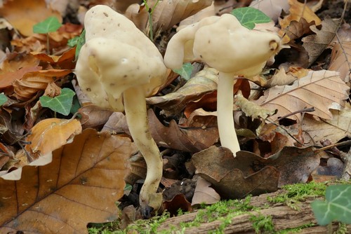 Helvella elastica - 