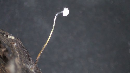 Marasmius recubans - Kaulozystiden - 