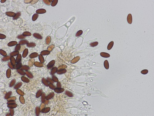 Psathyrella bipellis - 