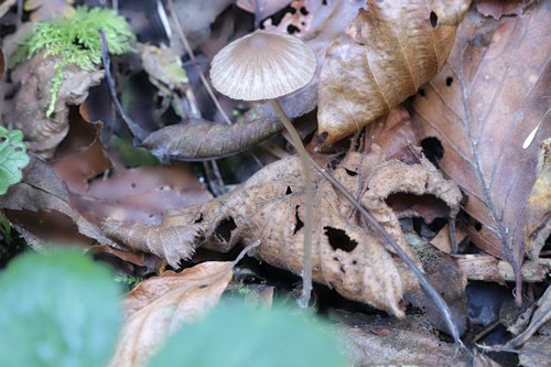Psathyrella bipellis - 