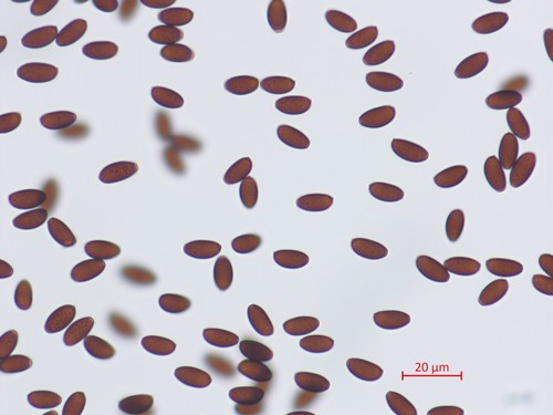 Psathyrella bipellis - Spore/n - Wasser  - 