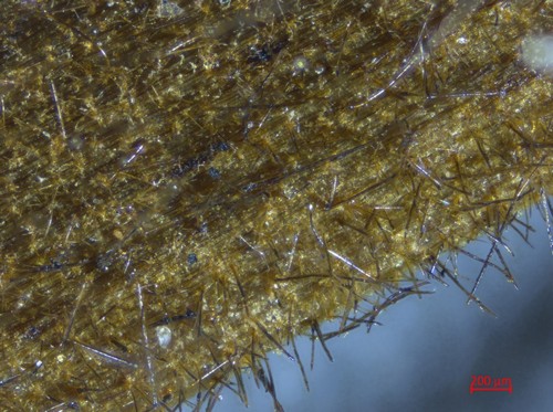 Xerula melanotricha - Stielhaare - 