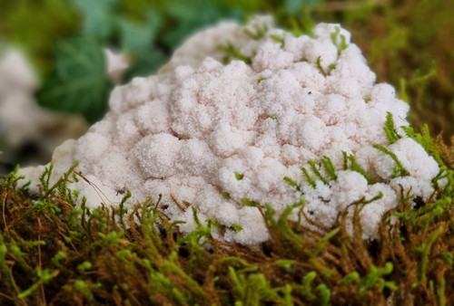 Brefeldia maxima - 