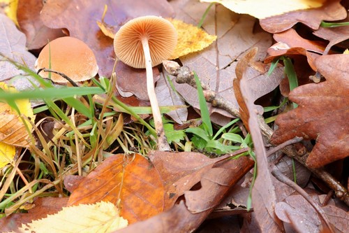 Tubaria hiemalis - 