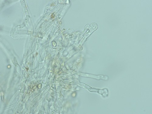 Tubaria hiemalis - Kaulozystiden - 