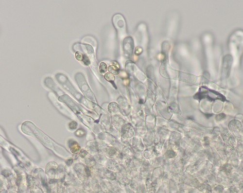 Tubaria hiemalis - 