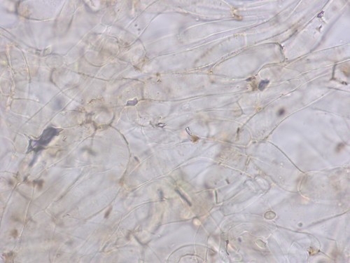 Tubaria hiemalis - HDS - 