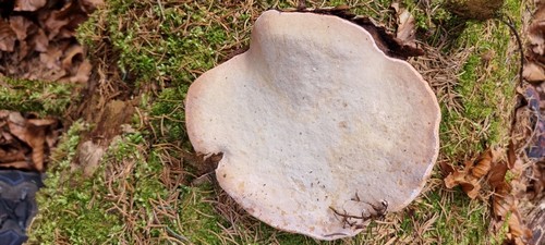 Fomitopsis pinicola - 