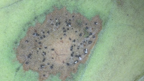 Septoria hedericola - 