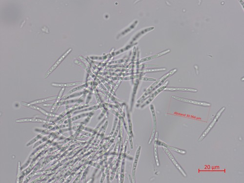 Septoria hedericola - 