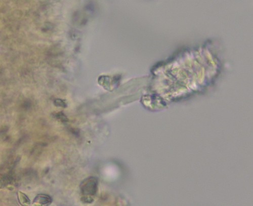Phanerochaete velutina - Lamprozystiden - 