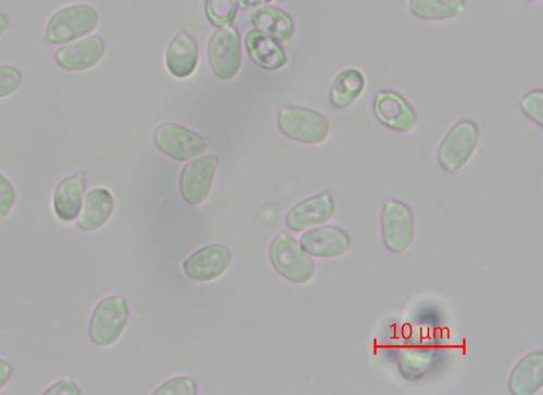 Phanerochaete velutina - 