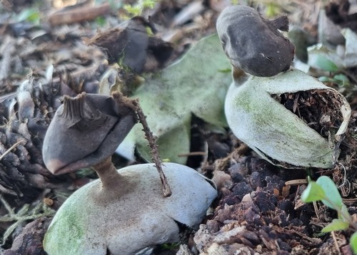 Geastrum pectinatum - 