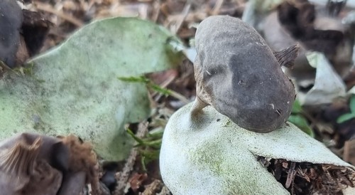 Geastrum pectinatum - 