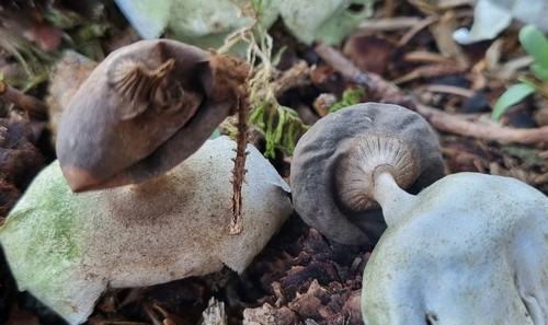 Geastrum pectinatum - 