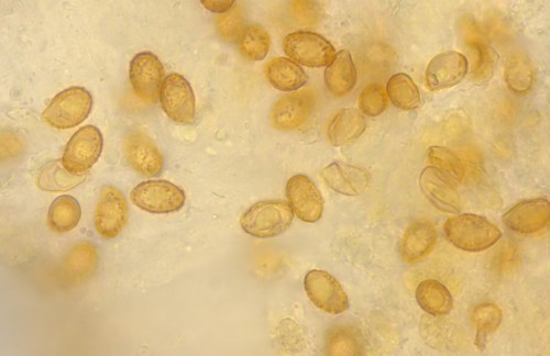 Cortinarius terpsichores - 