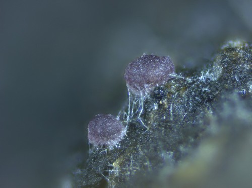 Saccobolus verrucisporus - 