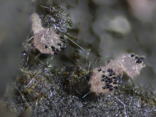 Saccobolus verrucisporus - 