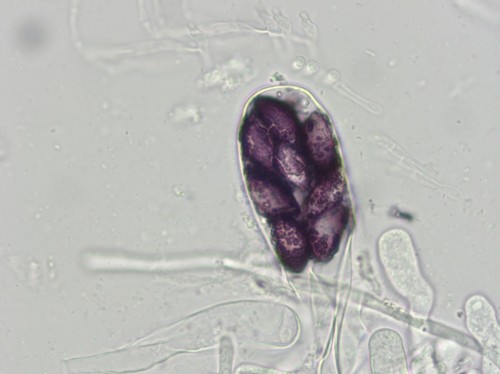 Saccobolus verrucisporus - 