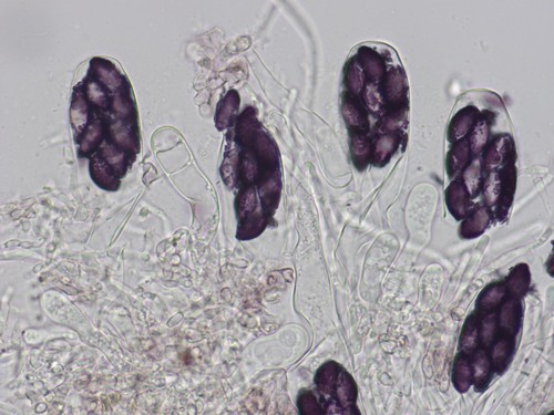 Saccobolus verrucisporus - 