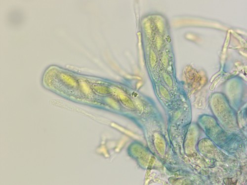 Saccobolus verrucisporus - Asci - Melzers  - 