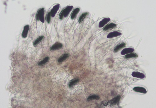 Saccobolus verrucisporus - 