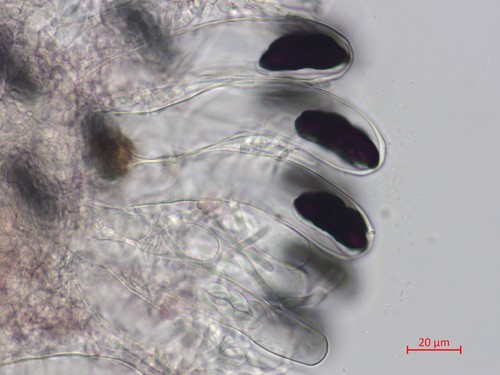 Saccobolus verrucisporus - 