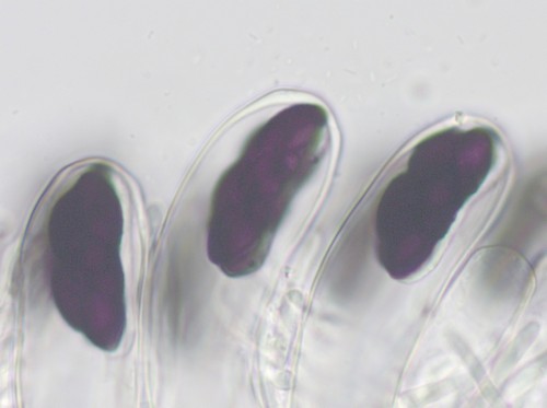 Saccobolus verrucisporus - 