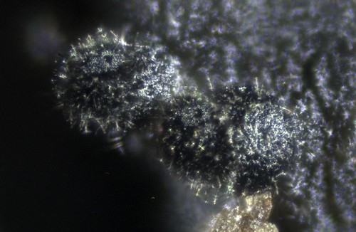 Coniochaeta vagans - 