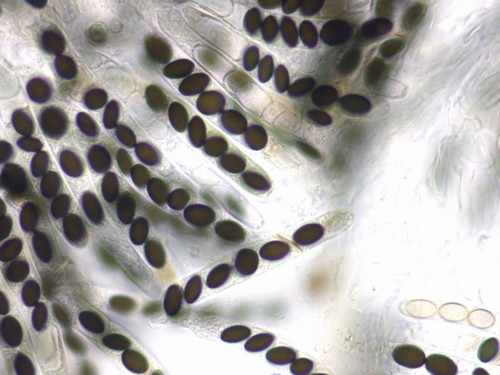 Coniochaeta vagans - 