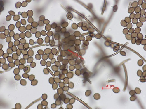 Chaetomium globosum - 