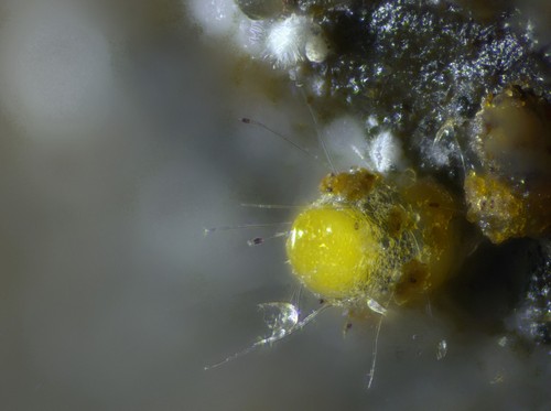 Trichobolus zukalii - 