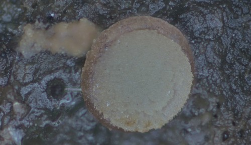 Pseudombrophila theioleuca - 