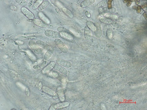 Sporocadus lichenicola - 